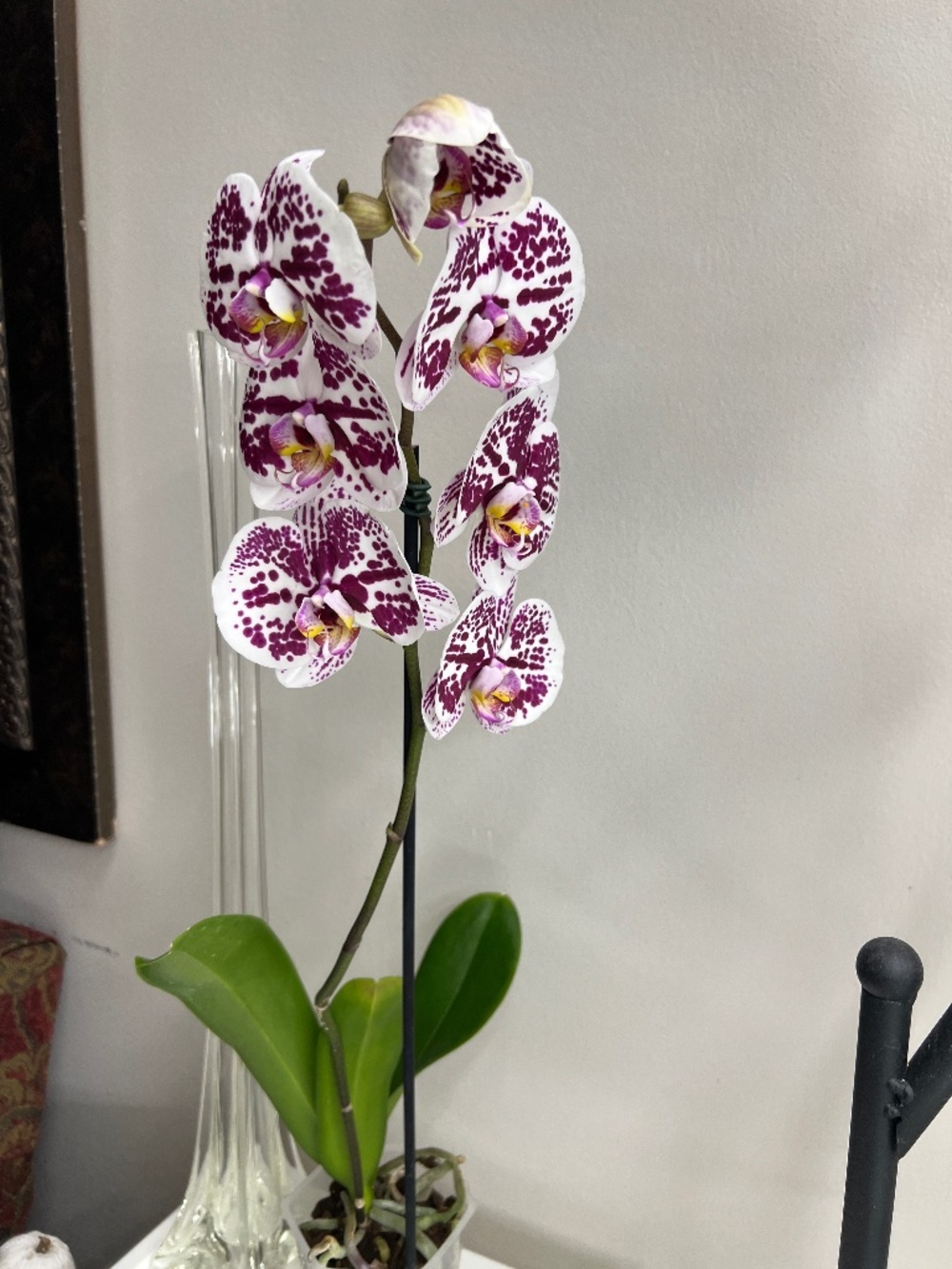 Phalaenopsis Orchid plant IN BLOOM huge 4" blooms!